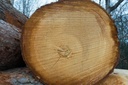 timber-log-cross-section.jpg