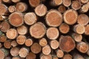 timber-stacked-logs.jpg